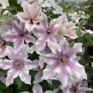 �N���}�`�X�c�C�Z���o�@1�N���c�V�}�炫��̒Z���^�C�v�i120�Z���`���炢�j�ϊ����h����