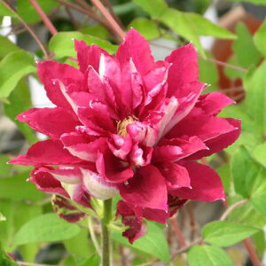 dN}`XcbhX^[peXnϊh 1Nc