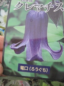 クレマチス苗篭口(ロウグチ)インテグリフォリア系耐寒性宿根草 1年生苗