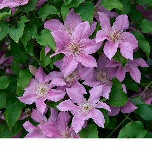 N}`XcubWEH[^[@1NcV}炫̒Z^Cvi120Z`炢jϊh