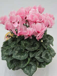 ȃVN@5@ԐF܂@@yiɂbsOsz