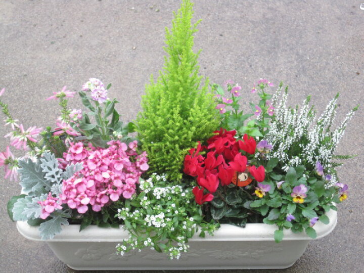 楽天市場 季節のお花たちの寄せ植え 花期 春まで 長方形プランター 送料無料 花の王国