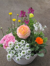 7月5日以降のお届けとなります。季節の寄せ植え【花期：秋まで】【一部地域のみ送料無料】【北海道、四国、中国、九州は別途330円】