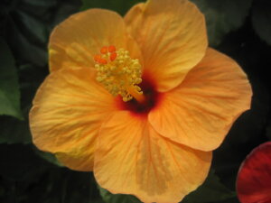 nCrXJXc Ael 4AvRbgIW