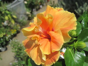 nCrXJXc A|_u 5@@j[OCt