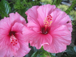 nCrXJXc Wm@isNj 5j[OCt