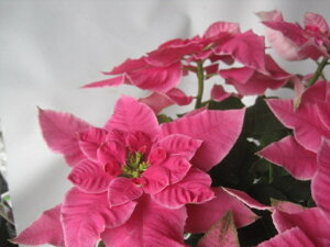 vZ`Aidj@[U@5@i|CZ`Aji[tHrAjy~̔ԁzyNX}Xz