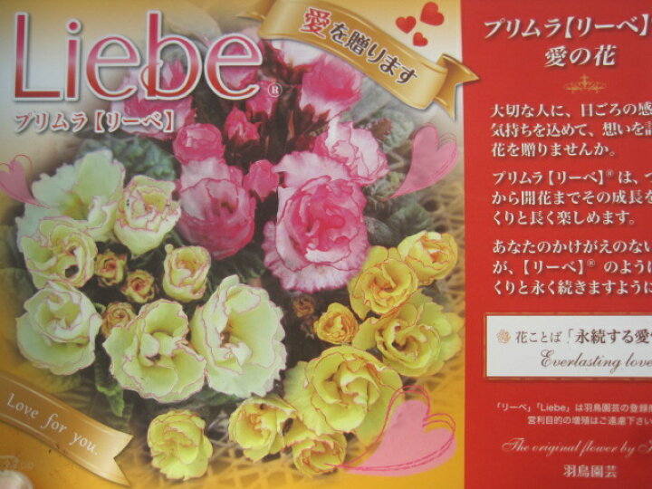 楽天市場 プリムラ ジュリアン苗 リーベ ６個セット 花の王国