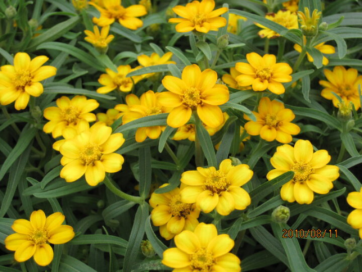 楽天市場 ジニア リネアリス イエロー 花の王国 楽天市場 ジニア リネアリス イエロー 花の王国