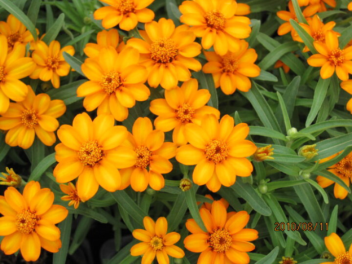 楽天市場 ジニア リネアリス オレンジ 花の王国 楽天市場 ジニア リネアリス オレンジ 花の王国