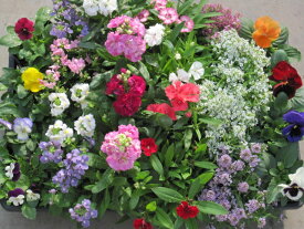 季節の花苗24個セット 春まで楽しめるセットです。 【送料無料】