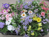 季節の花苗6個から24個セット 夏から秋まで　【送料無料】【数量選択】