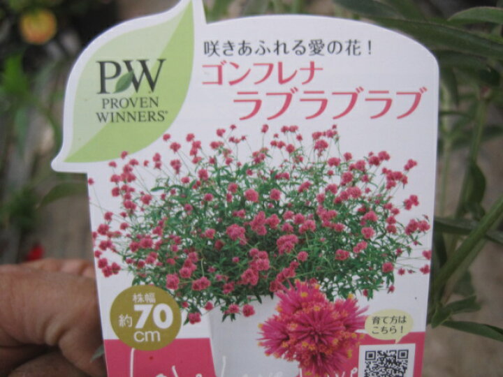 楽天市場 咲き姿に感動する千日紅 センニチコウ の苗グンフレナ ラブラブラブｐｗ製品暑さに強く晩秋まで咲き続ける日向 鉢植え 花壇向き 花の王国