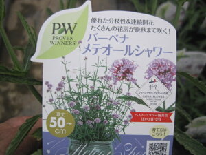 苗 宿根草 秋 種 苗の人気商品 通販 価格比較 価格 Com