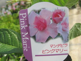 マンデビラ　ピンクマリー苗　八重咲のピンク花