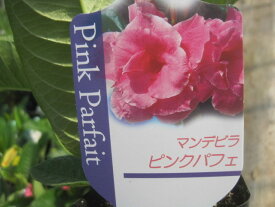 マンデビラ　ピンクパフェ苗　八重咲のピンク花豪華な咲き姿に