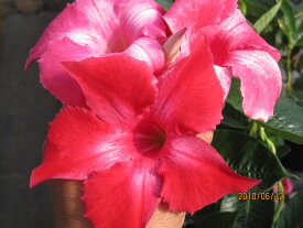情熱的な真っ赤な花　マンデビラ苗　ルビースター　