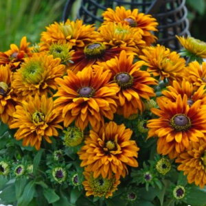 h{nhxLA̕cTxLA@LyhzyϊzyϏzyĂɍ炭ԁzyCObVK[fzyq}̂悤ȉԁz