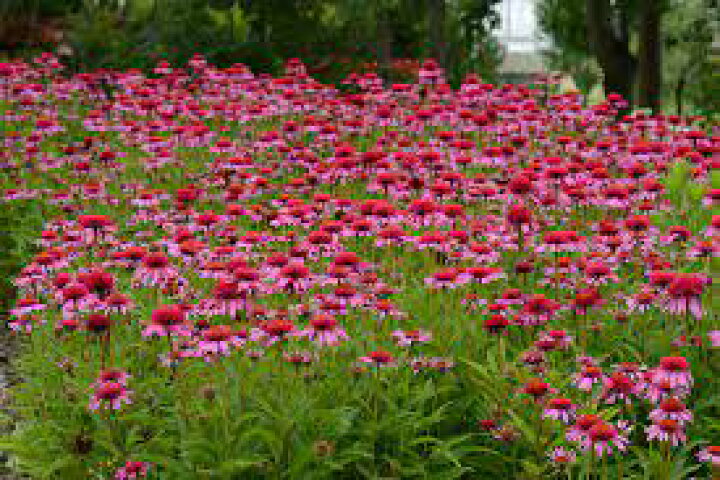 楽天市場 八重咲エキナセアの苗ダブルスクープバブルガム 濃いピンク系 花の王国