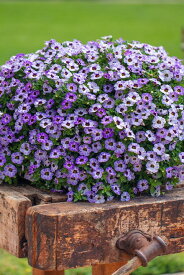 カリブラコア苗　　11月4日切り戻しました　カメレオン　フローズンアイス　冬の管理次第で翌年も楽しめる