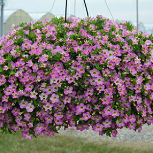 JuRAc@JI@X^[bgsN@~̊ǗŗNy߂