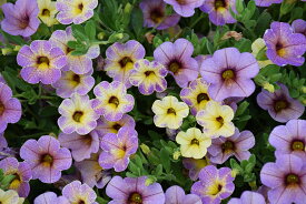 カリブラコア苗　11月4日切り戻しました　カメレオン　ブルーベリースコーン　冬の管理次第で翌年も楽しめる