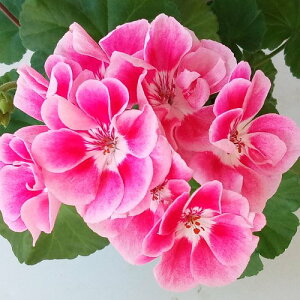 h{n[jE@XpjbVC@[Y@@|bgc