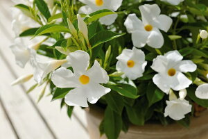 パラソル 花 苗の人気商品 通販 価格比較 価格 Com パラソル 花 苗の人気商品 通販 価格比較 価格 Com