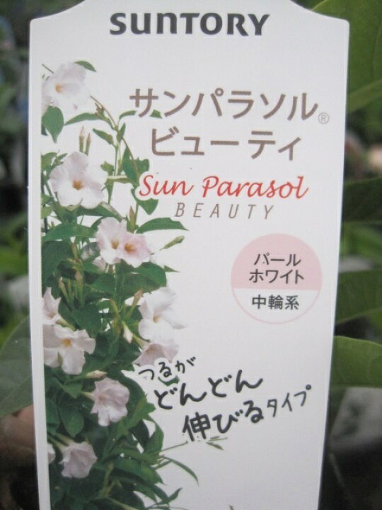楽天市場 サンパラソル ビューティ パールホワイト苗 マンデビラ 花の王国