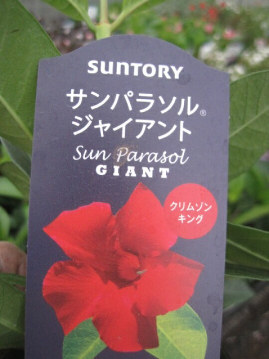 楽天市場 サンパラソル ジャイアント クリムゾンキング苗 マンデビラ 花の王国 楽天市場 サンパラソル ジャイアント クリムゾンキング苗 マンデビラ 花の王国