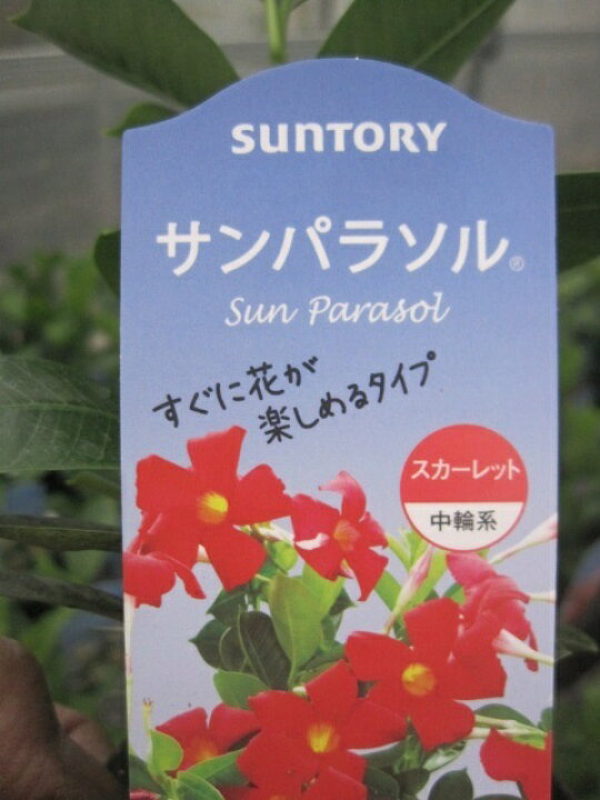 楽天市場 サンパラソル スカーレット苗 マンデビラ 花の王国