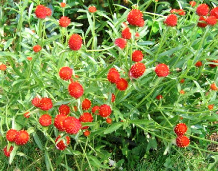 楽天市場 千日紅 ストロベリーフィールド 花の王国