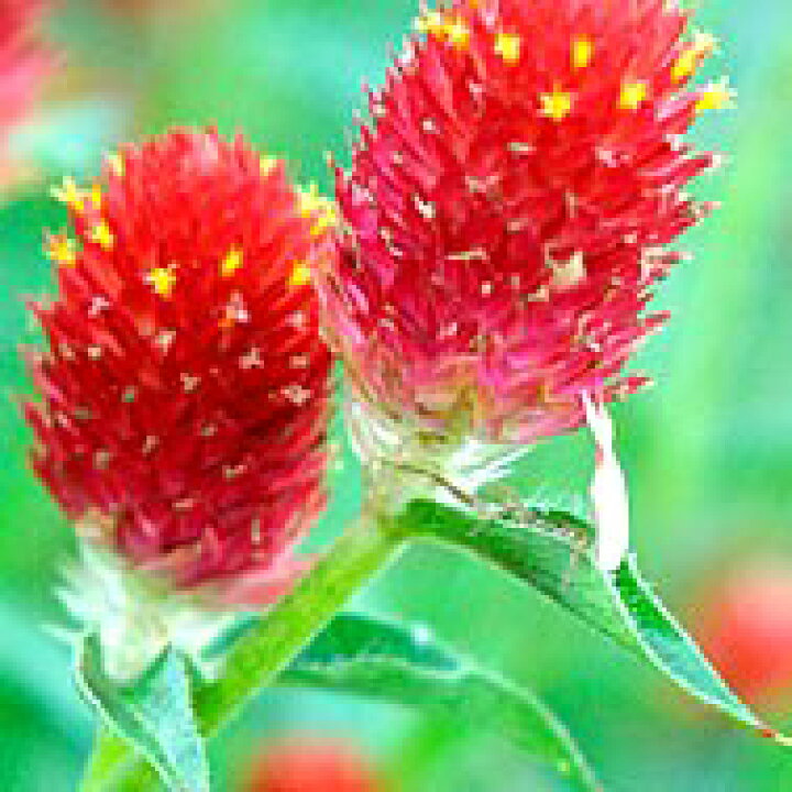 楽天市場 千日紅 ストロベリーフィールド 花の王国