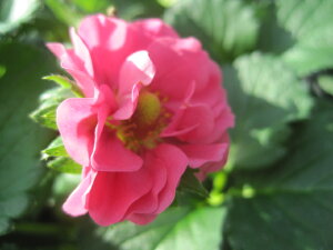 c@T}[O[Y@`F[@lGȂ@sNԁ@d炫@yؕczyƒ؉zyN؁zyK[fjOcz