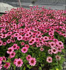 背の低いエキナセア苗　パナマ　ローズ　