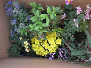 苗 セット 花苗 生花の人気商品 通販 価格比較 価格 Com