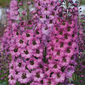 ftBjE@@_XL[Cfc@ij[~jA V[Yj