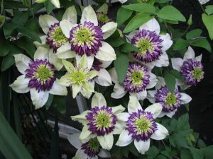 �N���}�`�X�c�r�G�l�b�^�@1�N���c�t�����_�n�ϊ����h����