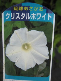 宿根アサガオの苗ホワイト【グリーンカーテン】【みどりのカーテン】（イポメア）白花
