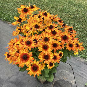 �h�{�n���h�x�L�A�̕c�T���x�L�A�@���V�A�@11/3�؂�߂��܂����@�y�h�����z�y�ϊ����z�y�Ϗ����z�y�Ăɍ炭�ԁz�y�C���O���b�V���K�[�f���z�y�q�}�����̂悤�ȉԁz