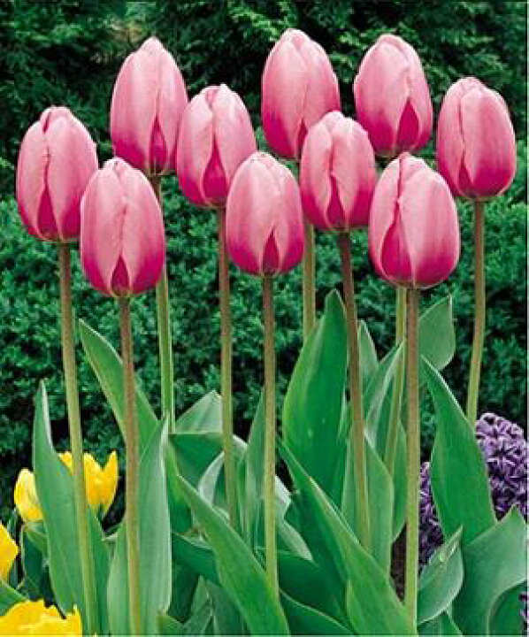 楽天市場 チューリップの球根 ピンクインプレッション 花の王国