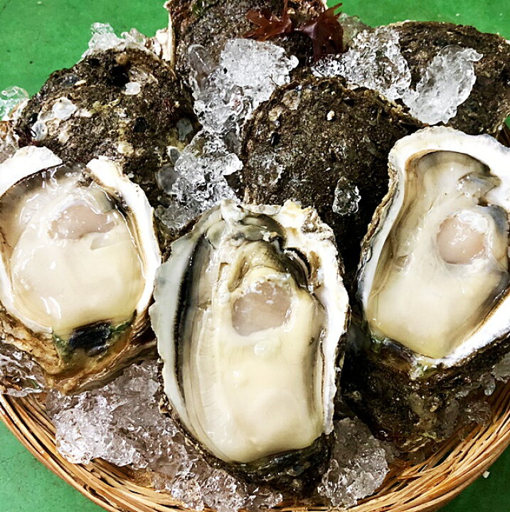 楽天市場 岩牡蠣 天然 日本海産 大10個 2 6 3 0ｋ 殻付き 生食 カラ割り 岩ガキ お中元 ギフト 贈答 バーベキュー 山形 鮮魚と特産品の店長谷川