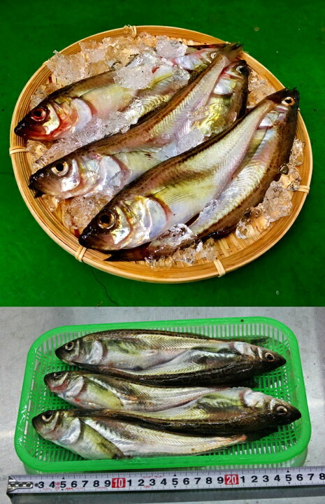 楽天市場 ハタハタ 子持ち 特大 500g4 5尾 生冷凍 東北 山形県産 天然 旬 ぶりこ ブリコ 鮮魚 はたはた 鰰 楽ギフ のし 楽ギフ のし宛書 山形 鮮魚と特産品の店長谷川 楽天市場 ハタハタ 子持ち 特大 500g4 5尾 生冷凍 東北 山形県産 天然 旬 ぶりこ ブリコ 鮮魚 はたはた 鰰 楽ギフ のし 楽ギフ のし宛書 山形 鮮魚と特産品の店長谷川
