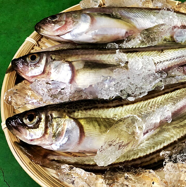 楽天市場 ハタハタ 子持ち 特大 1kg 500g 2p 8 10尾 生冷凍 東北 山形県産 天然 旬 ぶりこ ブリコ メス 鮮魚 はたはた 鰰 山形 鮮魚と特産品の店長谷川 楽天市場 ハタハタ 子持ち 特大 1kg 500g 2p 8 10尾 生冷凍 東北 山形県産 天然 旬 ぶりこ ブリコ メス 鮮魚 はたはた 鰰 山形 鮮魚と特産品の店長谷川