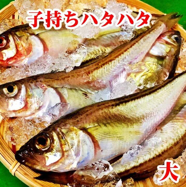 楽天市場 子持ち ハタハタ 大 500g 6 7尾 生冷凍 東北 山形県産 天然 旬 ぶりこ ブリコ メス 鮮魚 はたはた 鰰 あす楽 楽ギフ のし 楽ギフ のし宛書 山形 鮮魚と特産品の店長谷川