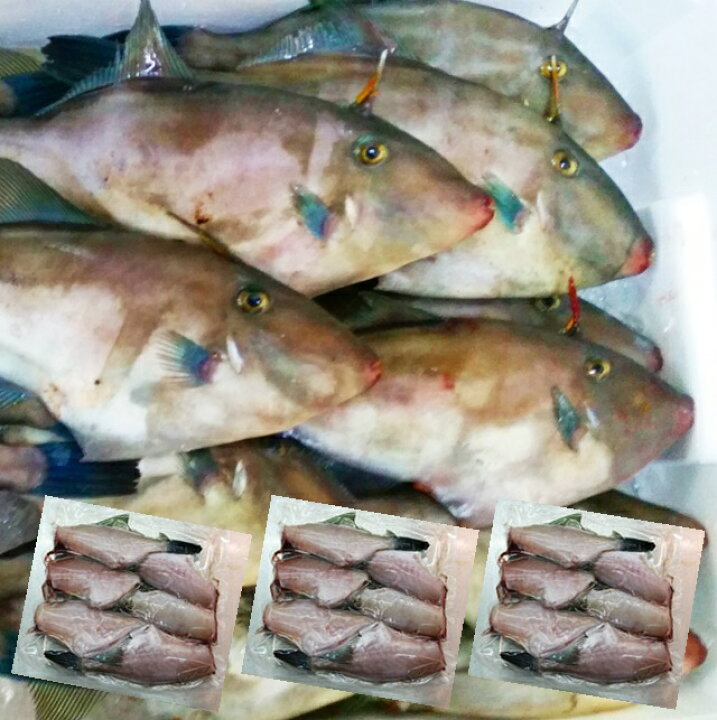 楽天市場 ウマヅラハギ 山形県産 500ｇ4 6尾 3パック 冷凍 鮮魚セット カワハギ ウマズラハギ あす楽 山形 鮮魚と特産品の店長谷川