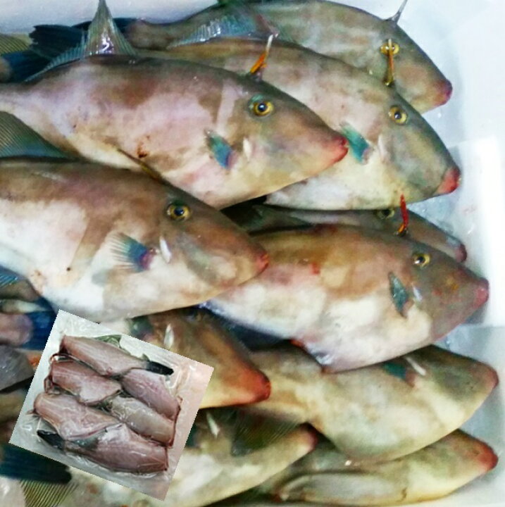 楽天市場 ウマヅラハギ 山形県産 500ｇ4 6尾 冷凍 鮮魚セット カワハギ ウマズラハギ あす楽 山形 鮮魚と特産品の店長谷川