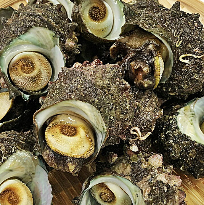 楽天市場 サザエ 1kg 10 12個 山形県産 送料無料 冷蔵 バーベキュー 海鮮 さざえ 刺身 生食用 お中元 山形 鮮魚と特産品の店長谷川