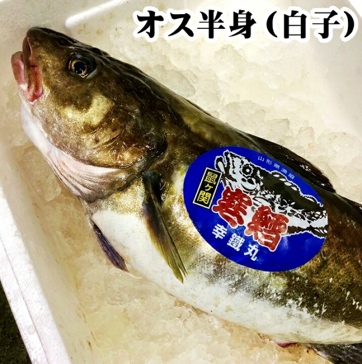 楽天市場 真鱈 寒鱈 オス 白子 約4ｋｇ半身 4 5人前 山形県産 マダラ 真ダラ 寒ダラ 鱈 1月中旬より順次発送 山形 鮮魚と特産品の店長谷川