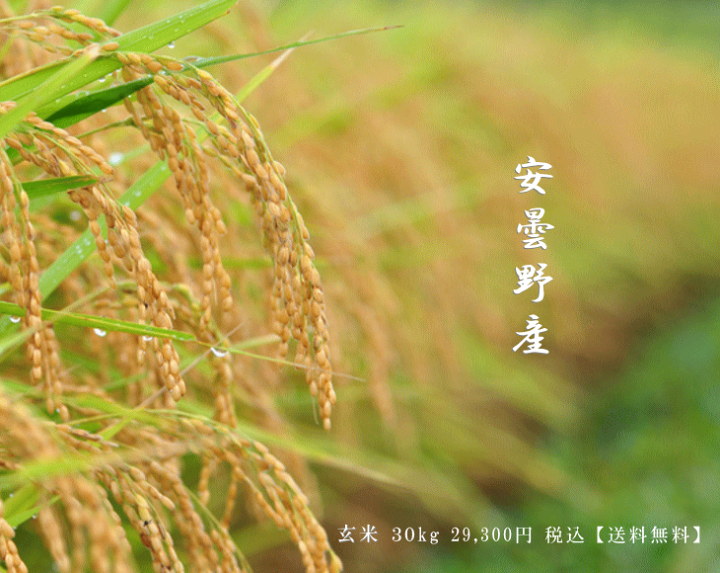 楽天市場】令和7年産 長野県 安曇野産 こしひかり 2等米 玄米 30kg